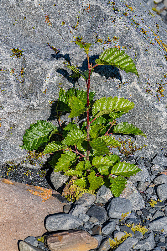 Alnus alnobetula是一种常见的树木，分布在欧洲、亚洲和北美的大部分地区。许多来源将其称为Alnus viridis，绿色桤木或锡特卡桤木。威廉王子湾;阿拉斯加;楚加奇国家森林;中心山脉;